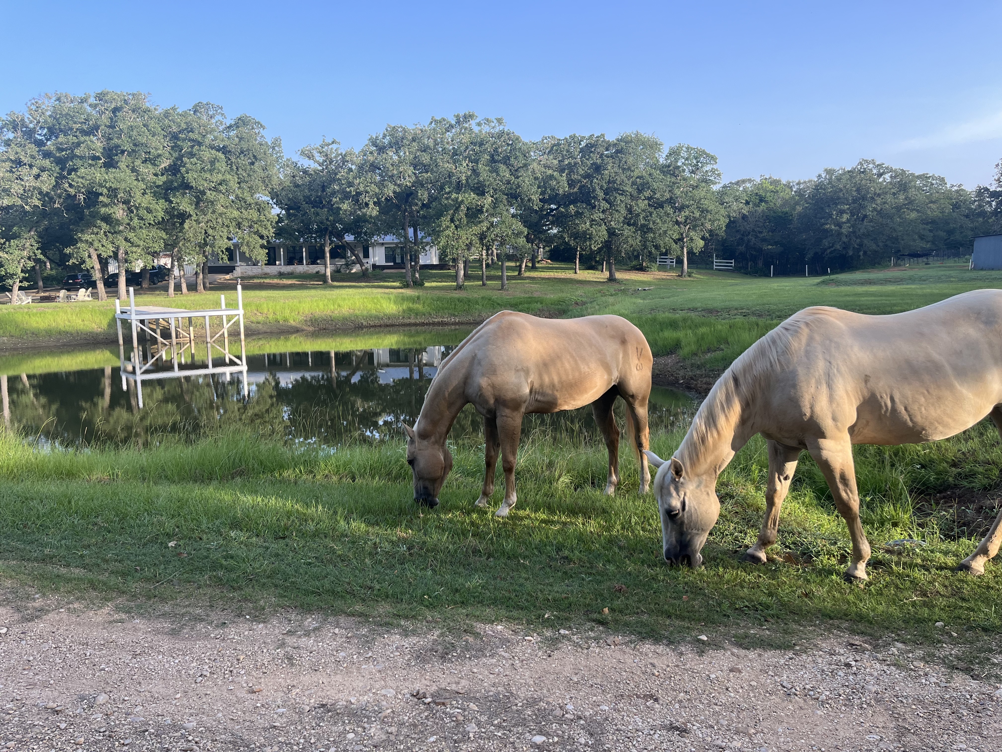 Palomino horses grazing by the pond